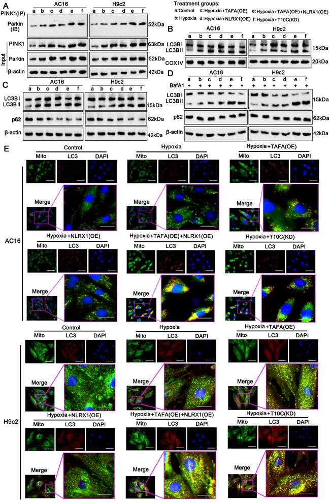 Int J Biol Sci Image