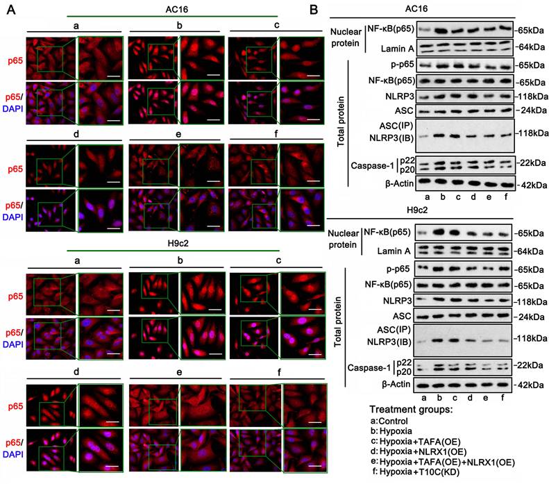Int J Biol Sci Image