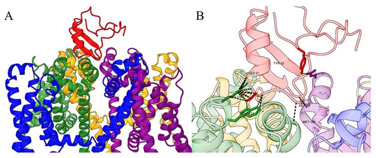 Int J Biol Sci Image
