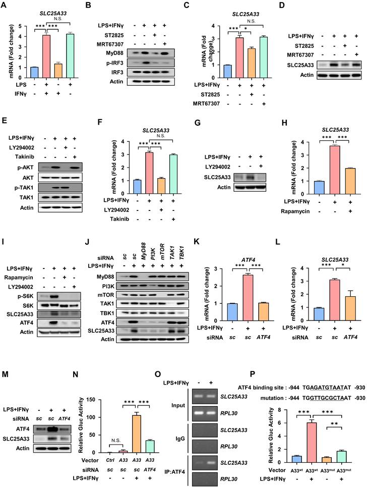Int J Biol Sci Image