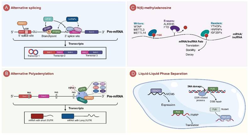 Int J Biol Sci Image
