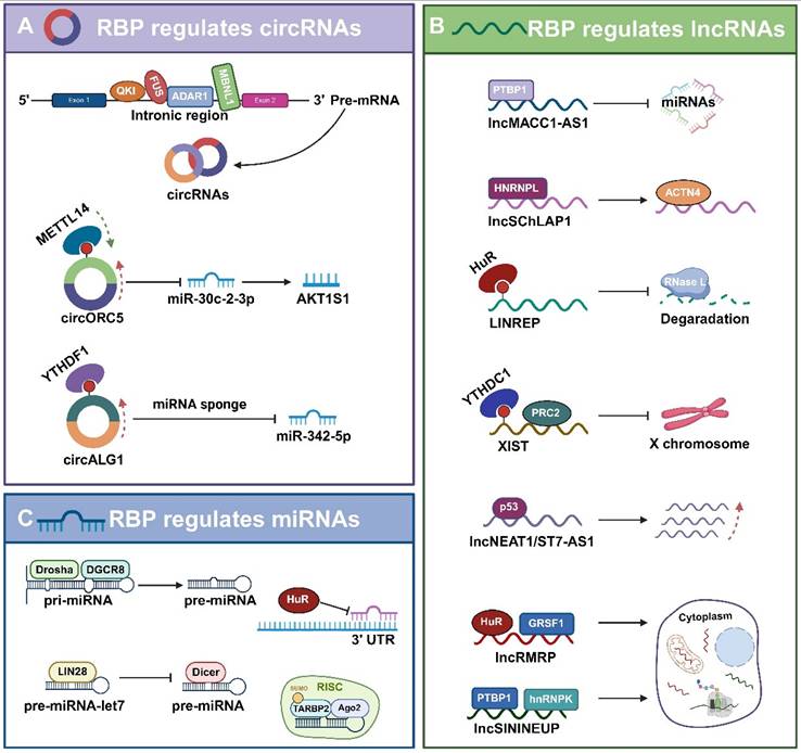 Int J Biol Sci Image