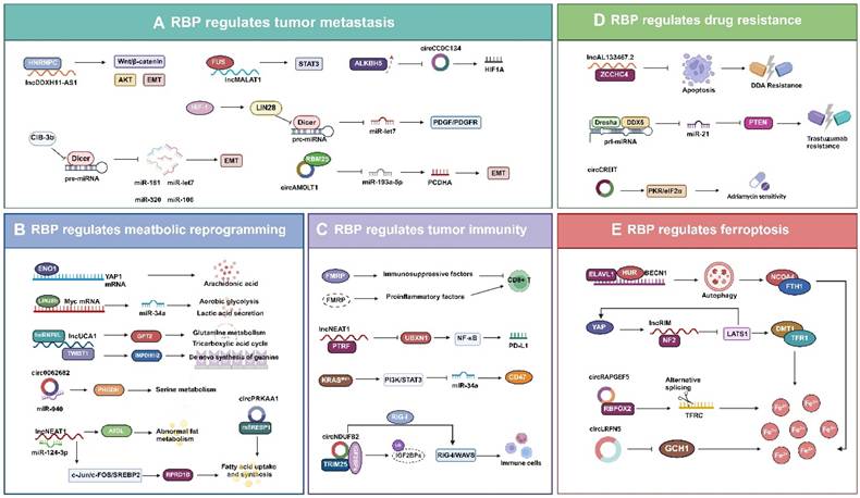 Int J Biol Sci Image