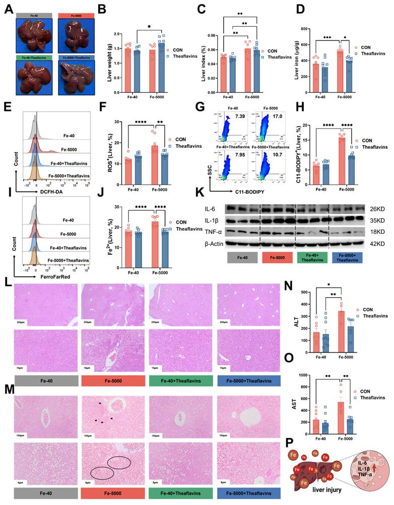 Int J Biol Sci Image