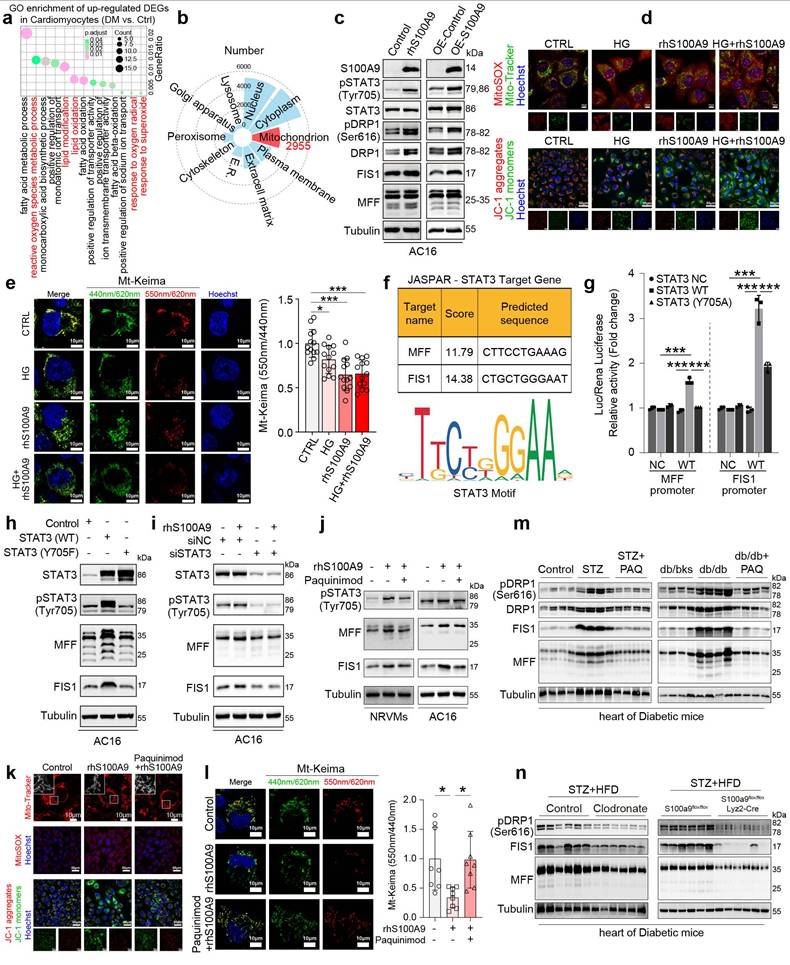 Int J Biol Sci Image