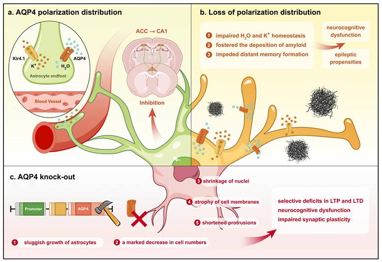 Int J Biol Sci Image