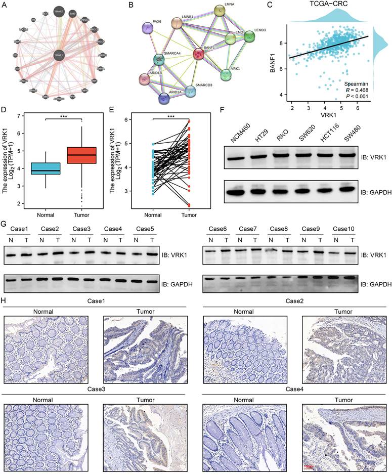 Int J Biol Sci Image