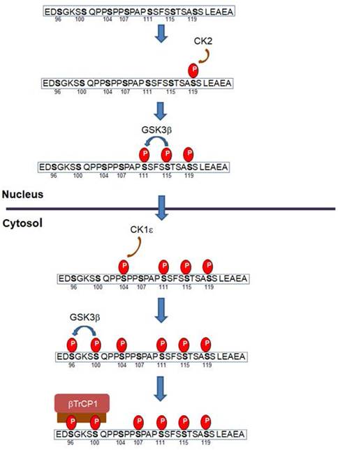 Int J Biol Sci Image