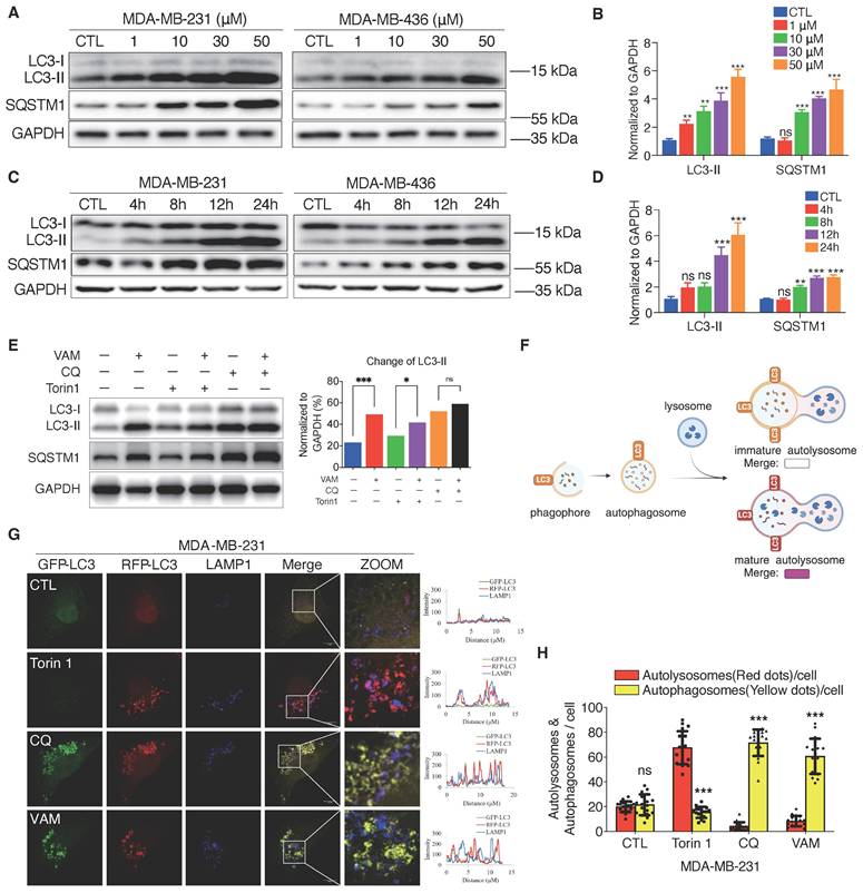 Int J Biol Sci Image