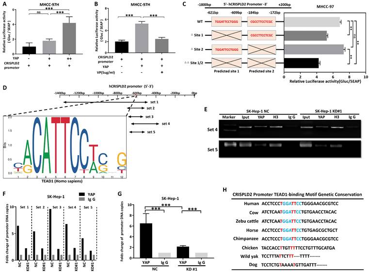 Int J Biol Sci Image