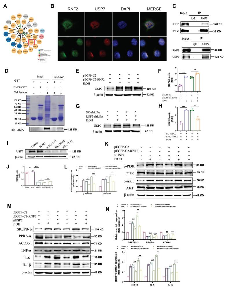 Int J Biol Sci Image