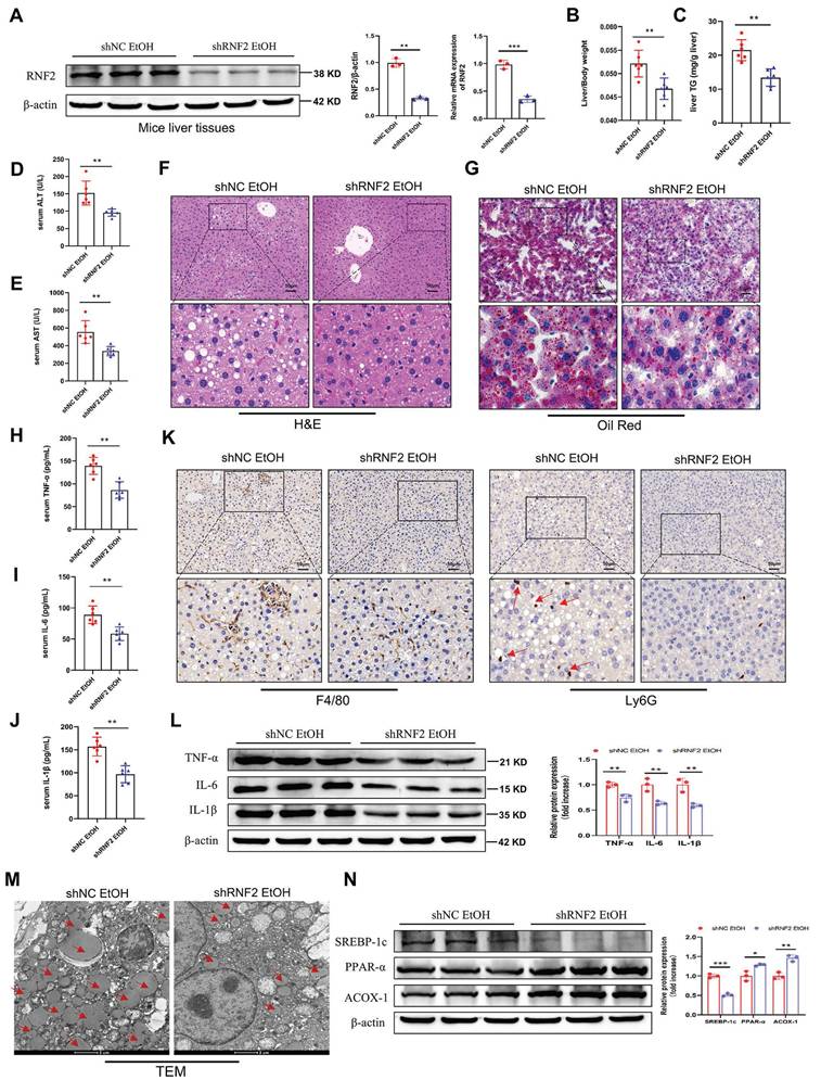 Int J Biol Sci Image