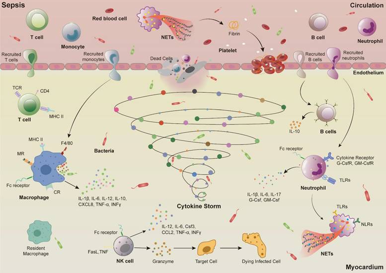 Int J Biol Sci Image