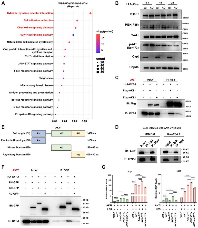 Int J Biol Sci Image