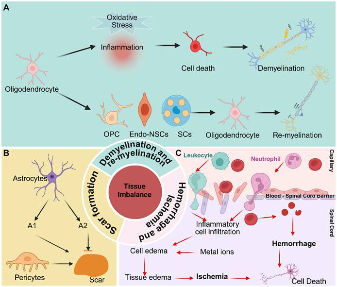Int J Biol Sci Image