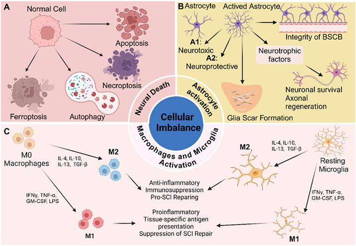 Int J Biol Sci Image