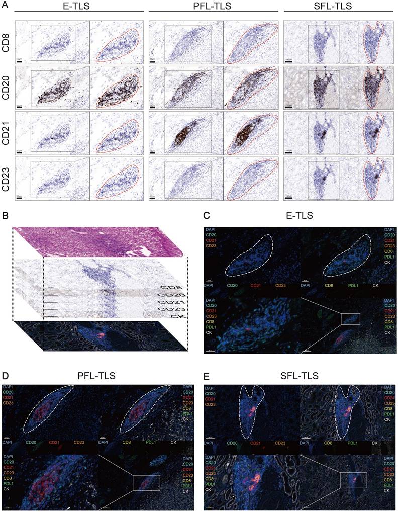 Int J Biol Sci Image