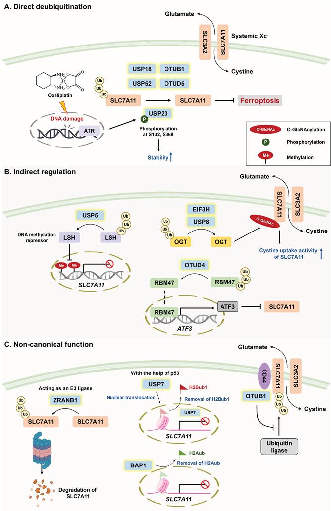 Int J Biol Sci Image
