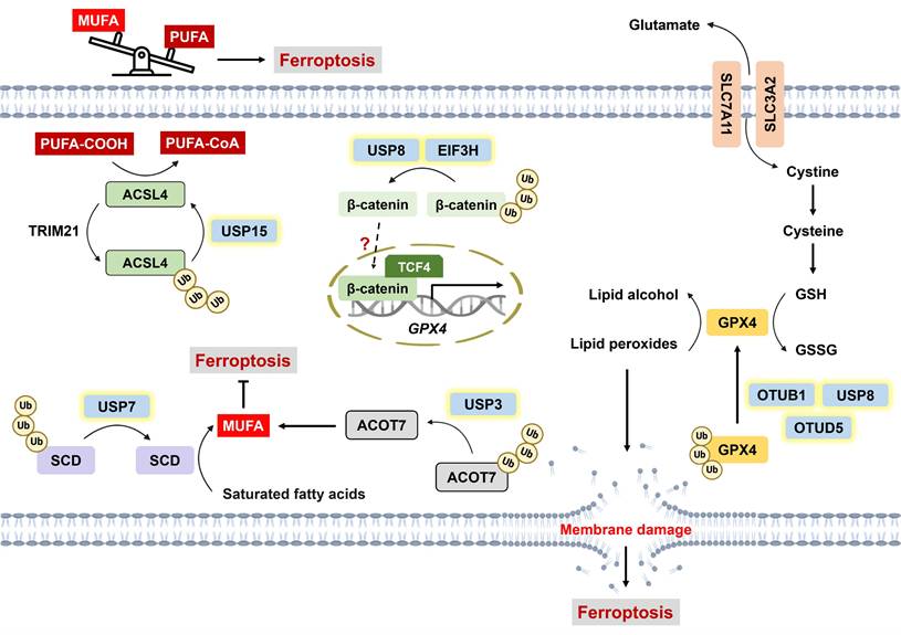 Int J Biol Sci Image