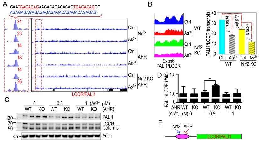 Int J Biol Sci Image