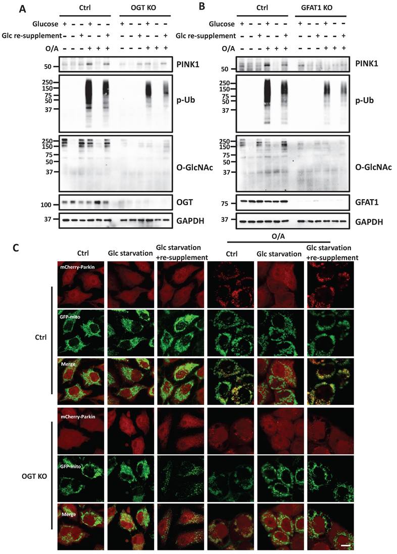 Int J Biol Sci Image