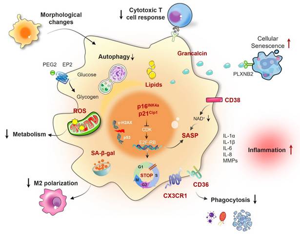 Int J Biol Sci Image