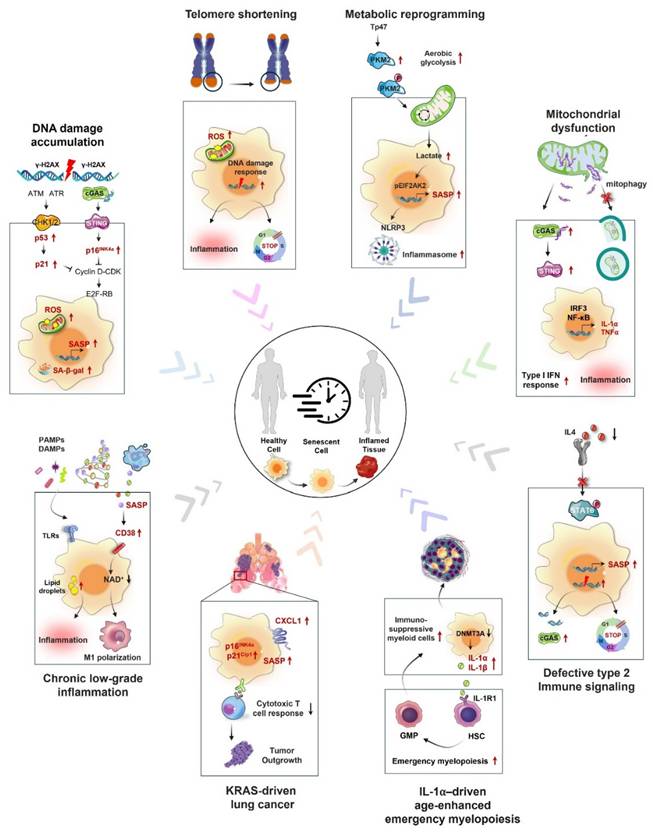 Int J Biol Sci Image