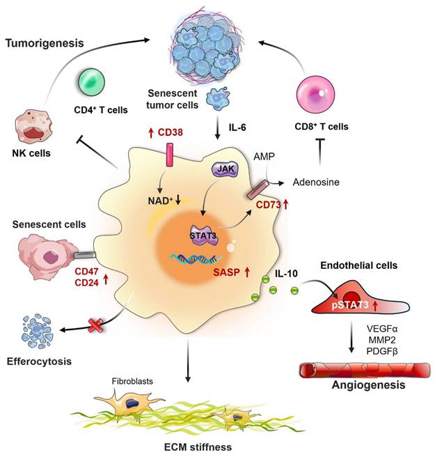 Int J Biol Sci Image