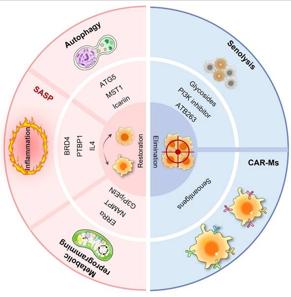 Int J Biol Sci Image