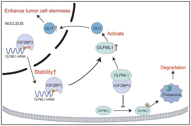 Int J Biol Sci Image