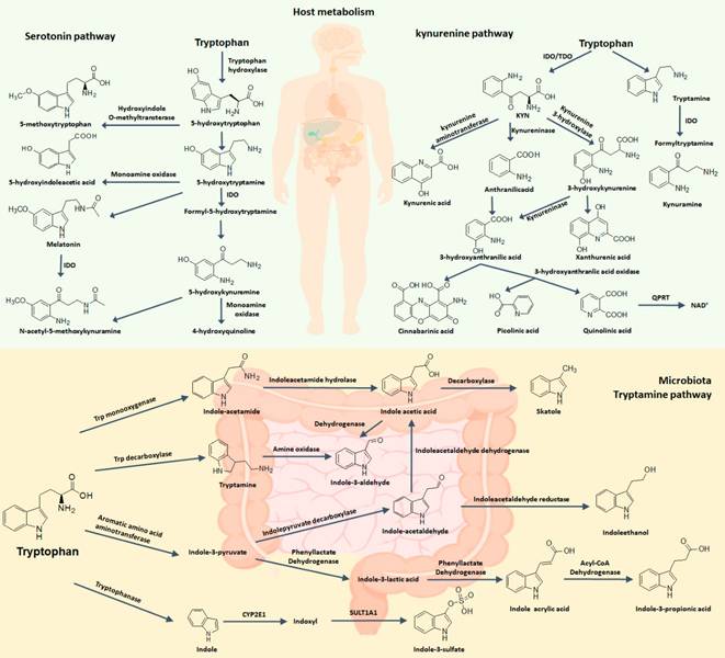Int J Biol Sci Image
