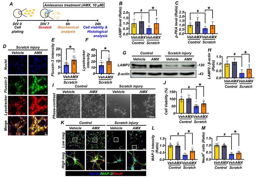 Int J Biol Sci Image
