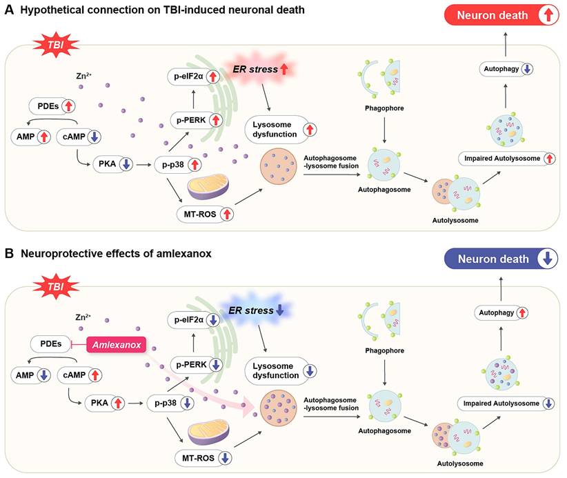Int J Biol Sci Image