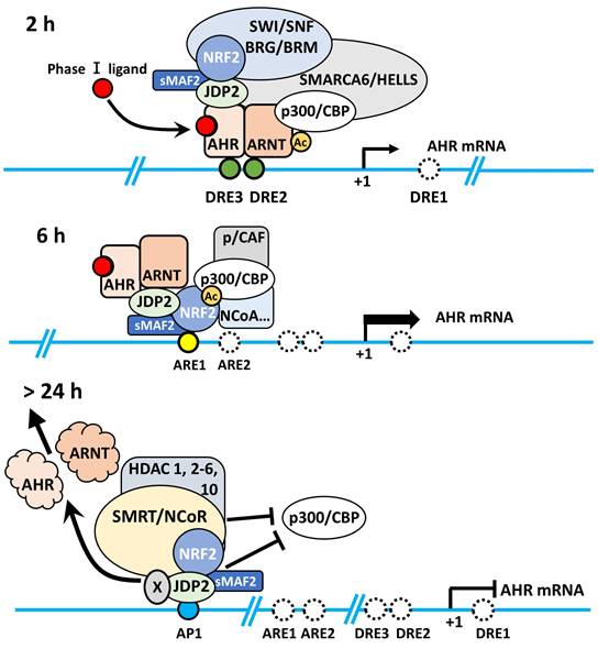 Int J Biol Sci Image