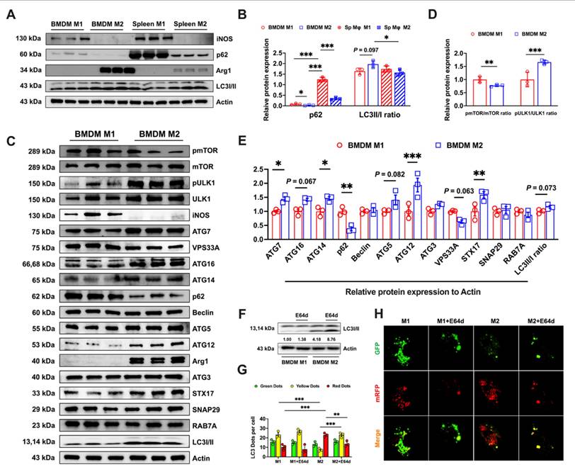 Int J Biol Sci Image