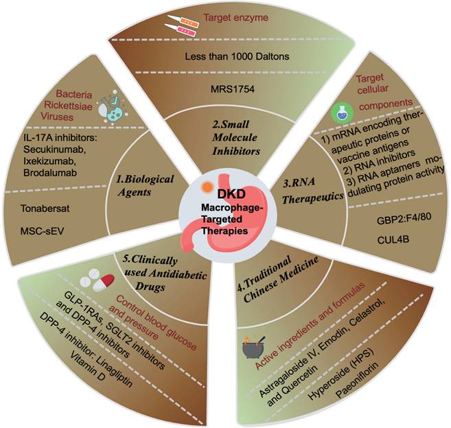 Int J Biol Sci Image