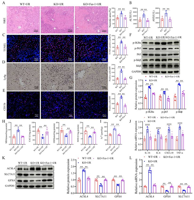 Int J Biol Sci Image