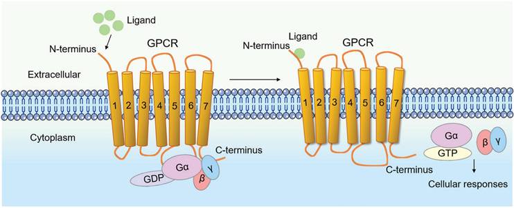 Int J Biol Sci Image