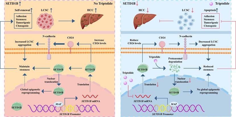 Int J Biol Sci Image