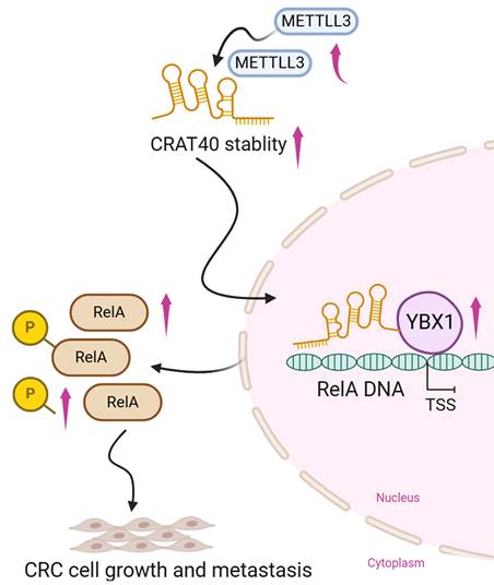 Int J Biol Sci Image