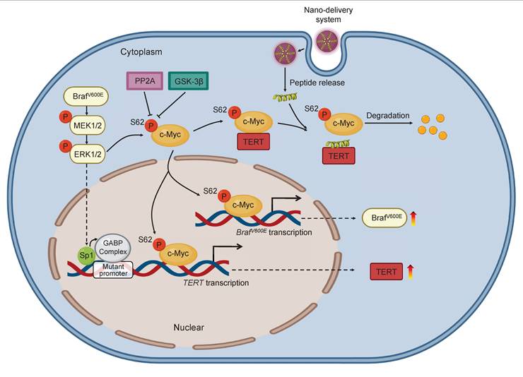 Int J Biol Sci Image