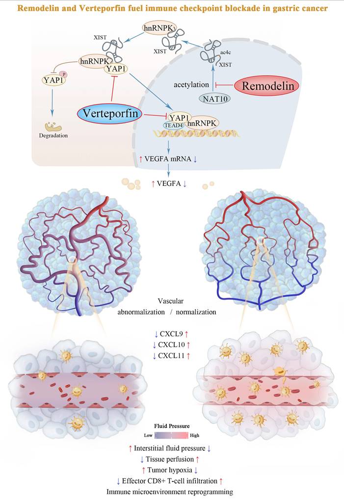 Int J Biol Sci Image