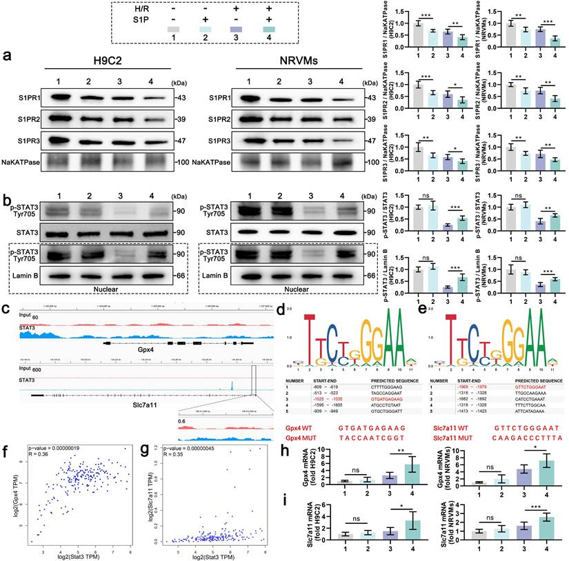 Int J Biol Sci Image