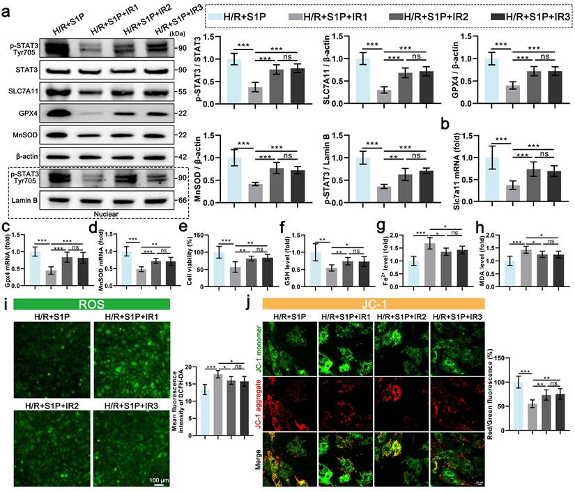 Int J Biol Sci Image