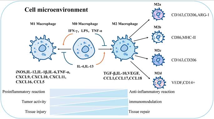Int J Biol Sci Image