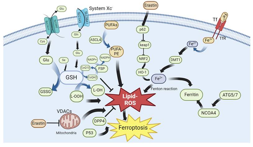 Int J Biol Sci Image