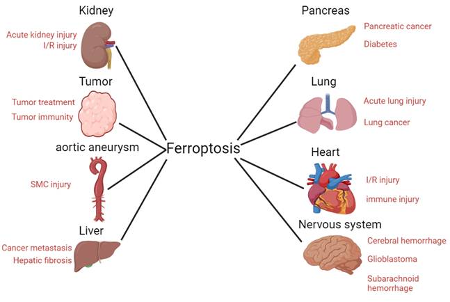 Int J Biol Sci Image