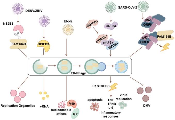 Int J Biol Sci Image