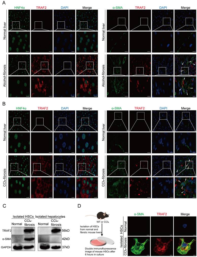 Int J Biol Sci Image