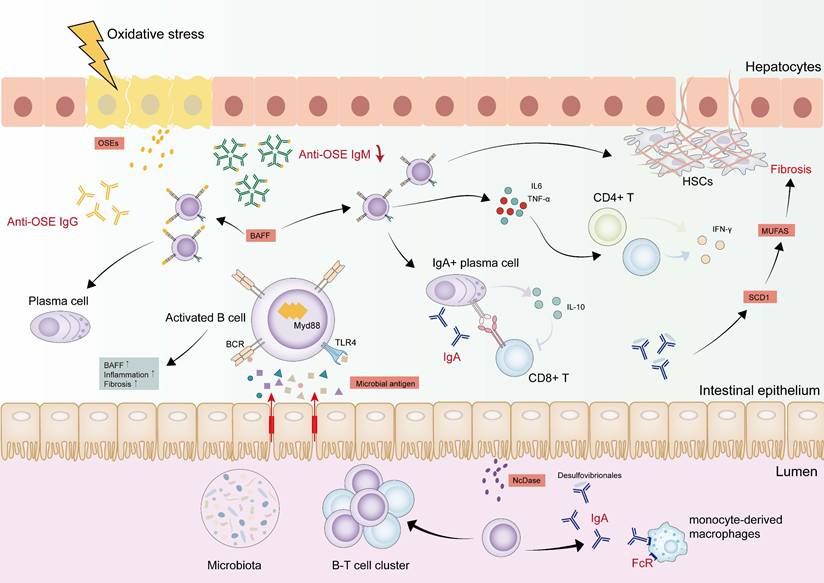 Int J Biol Sci Image